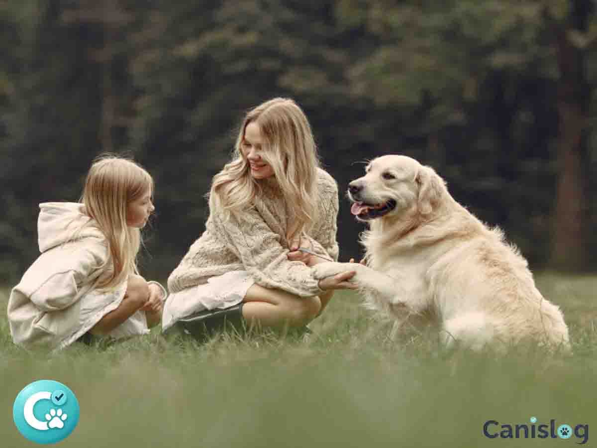 Retriever Hunde – Vergleich im Alltag: Gewicht, Struktur und Auslastung