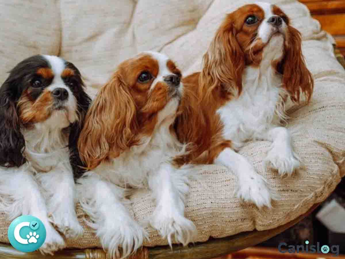 Spaniel Hunde – Vergleich im Alltag: Jagdmodus, Off-Switch, Pflege und Struktur