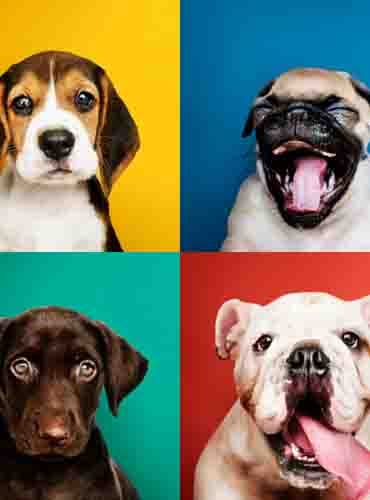 Analysen & Tools: Rasse-Datenbank mit Eigenschaften, Gewicht und Fütterungsaspekten