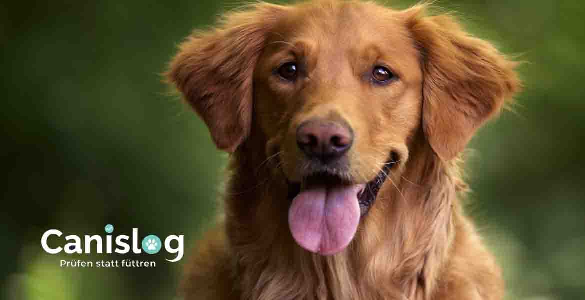 Fütterungsrechner für Hunde – Canislog Richtwerte nach Rasse und Gewicht