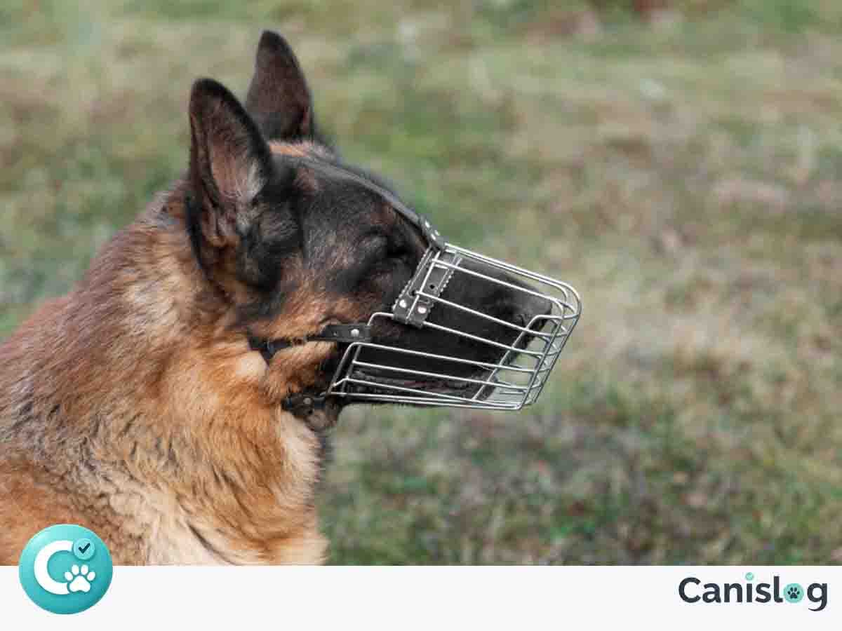 Belgischer Schäferhund im Alltag – Führung, Präzision und Ansprechbarkeit unter Reiz