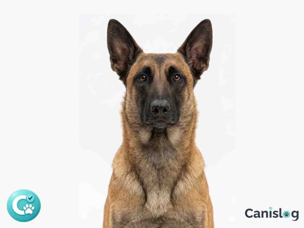 Belgischer Schäferhund im Alltag – Führung, Präzision und Ansprechbarkeit unter Reiz