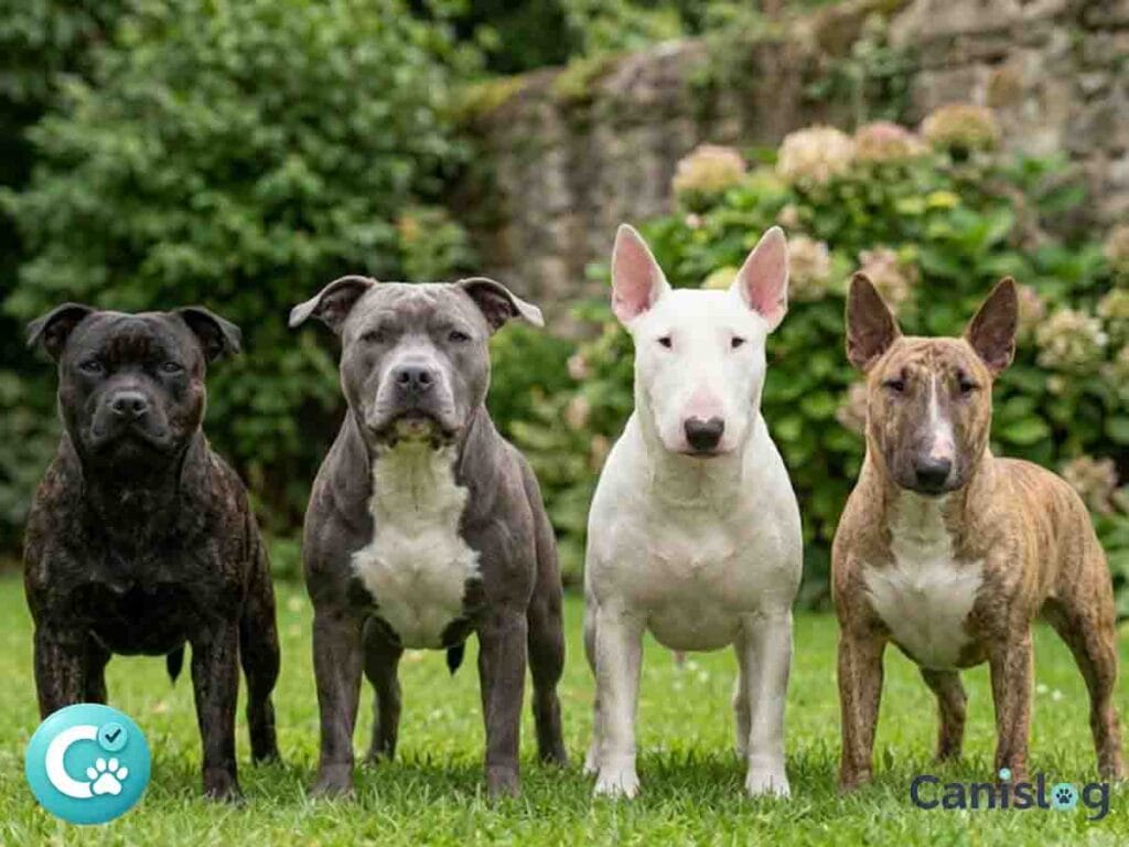 Vier verschiedene Bull-Typ-Terrier-Rassen im Canislog-Ernährungsratgeber: Staffordshire Bull Terrier, American Staffordshire Terrier, Bull Terrier und Miniature Bull Terrier.