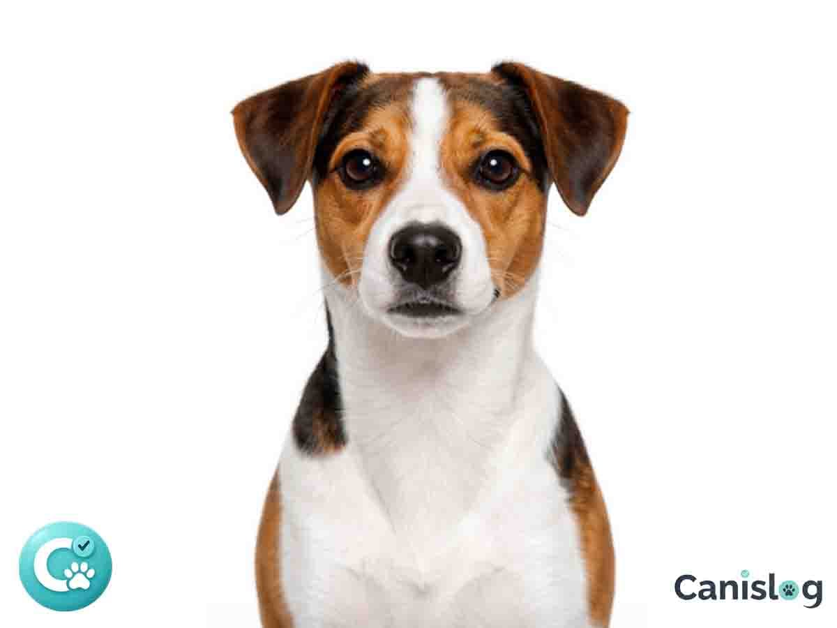 Dansk-Svensk Gårdshund im Profil