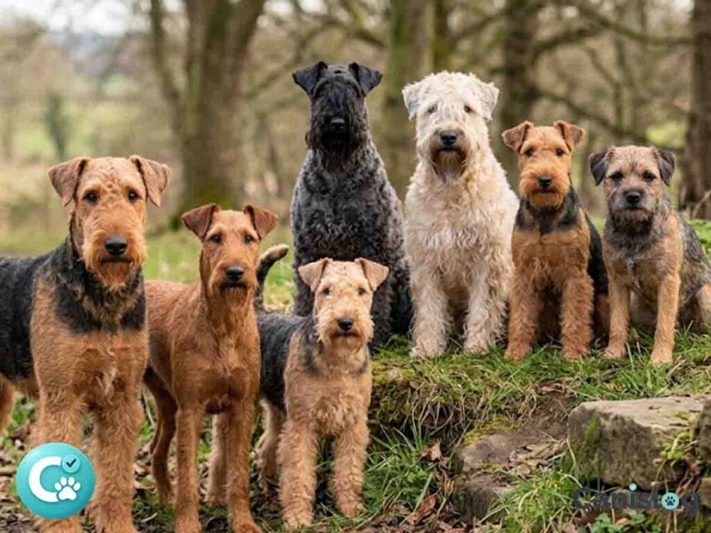 Eine Gruppe verschiedener großer und hochläufiger Terrier der FCI-Klasse 3 in der Natur.