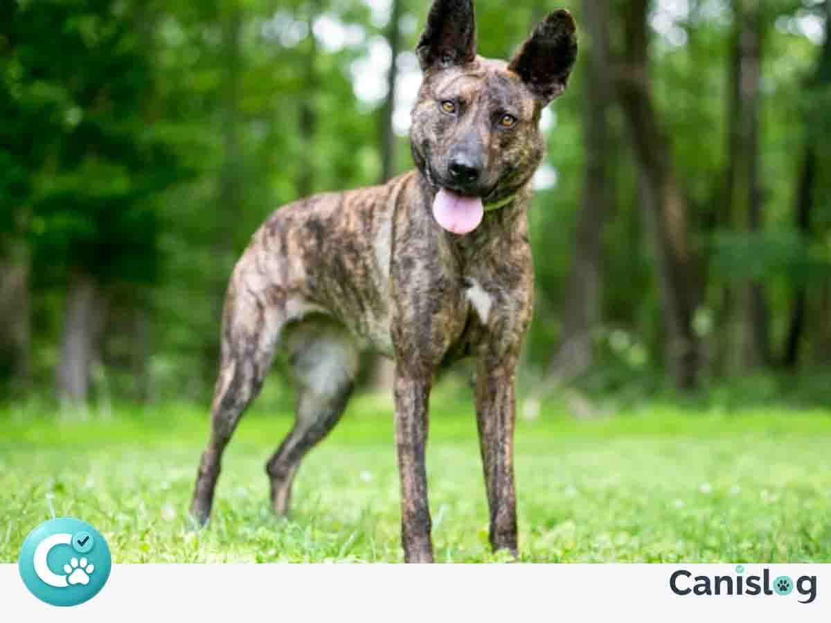 Holländischer Schäferhund im Alltag – Fokus, Klarheit und Führung unter Reiz