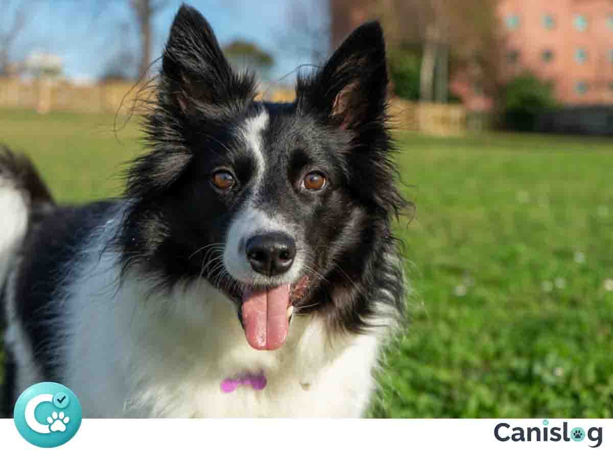 Hütehunde – Überblick über Arbeitsstil, Kontrolle und Alltagseignung