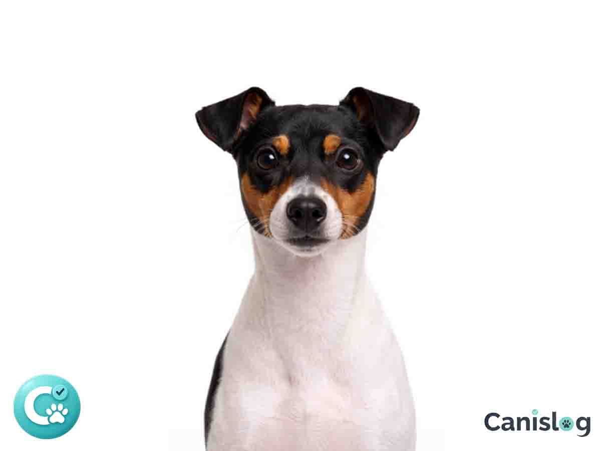 Japanischer Terrier im Profil