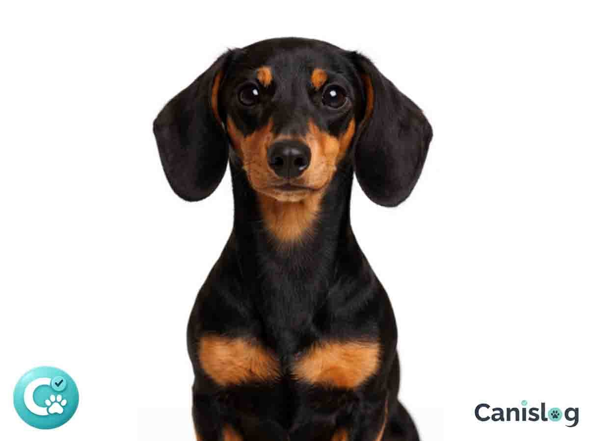 Kaninchen Kurzhaardackel im Profil