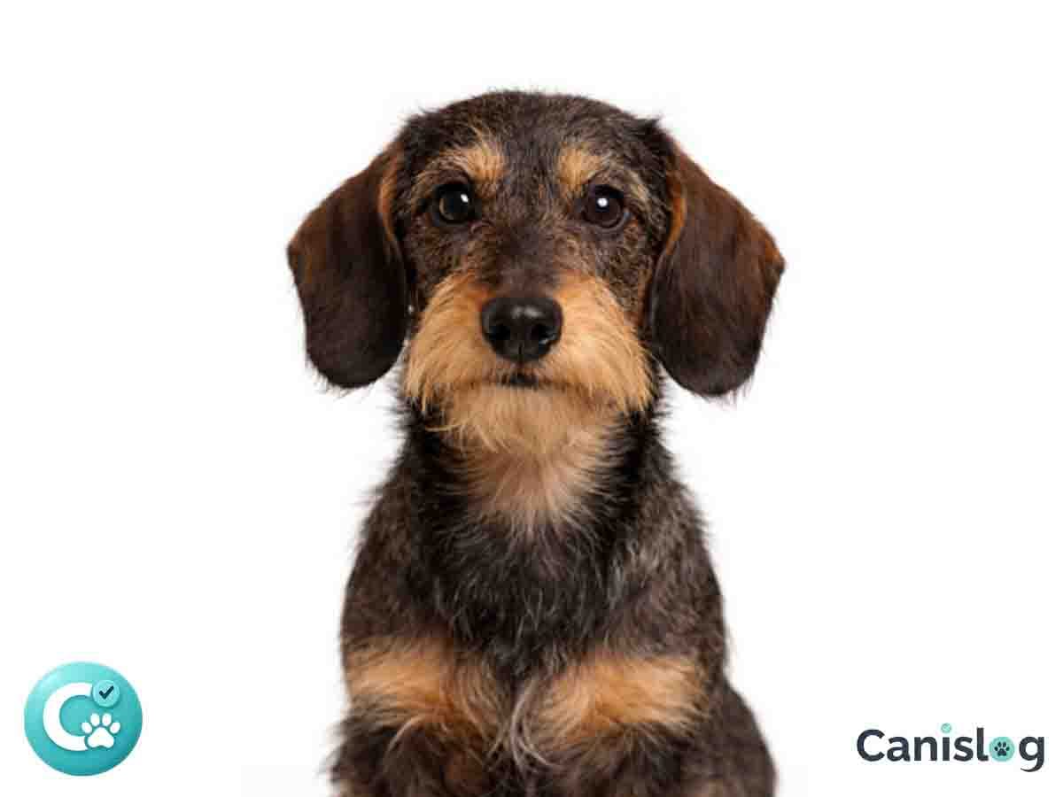 Kaninchen Rauhaardackel im Profil