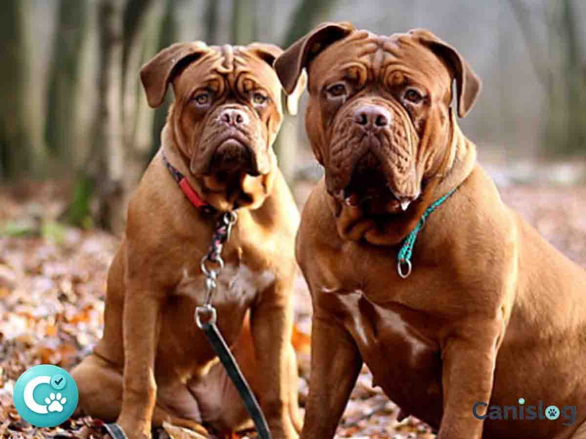 Molossoide im Überblick – FCI-Typen, Verantwortung und Alltag