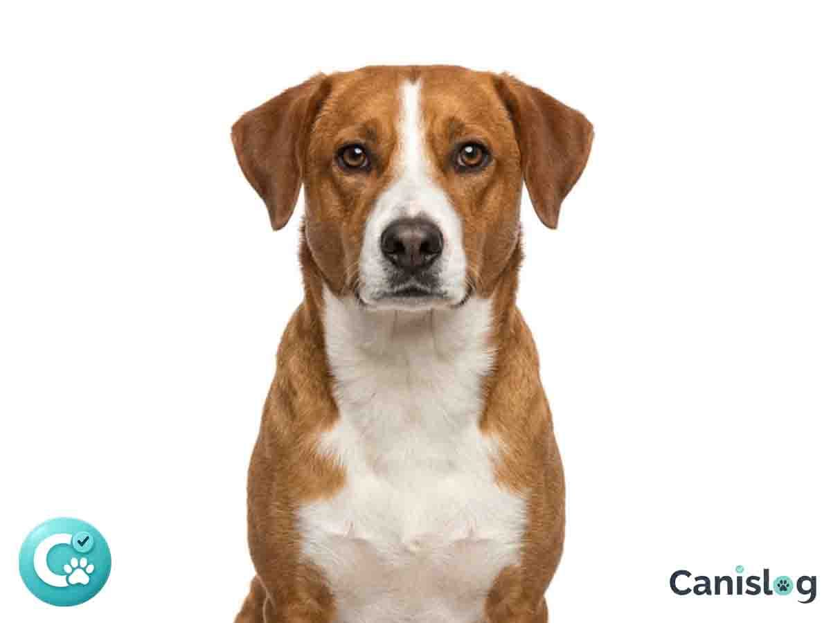 Österreichischer Pinscher im Profil