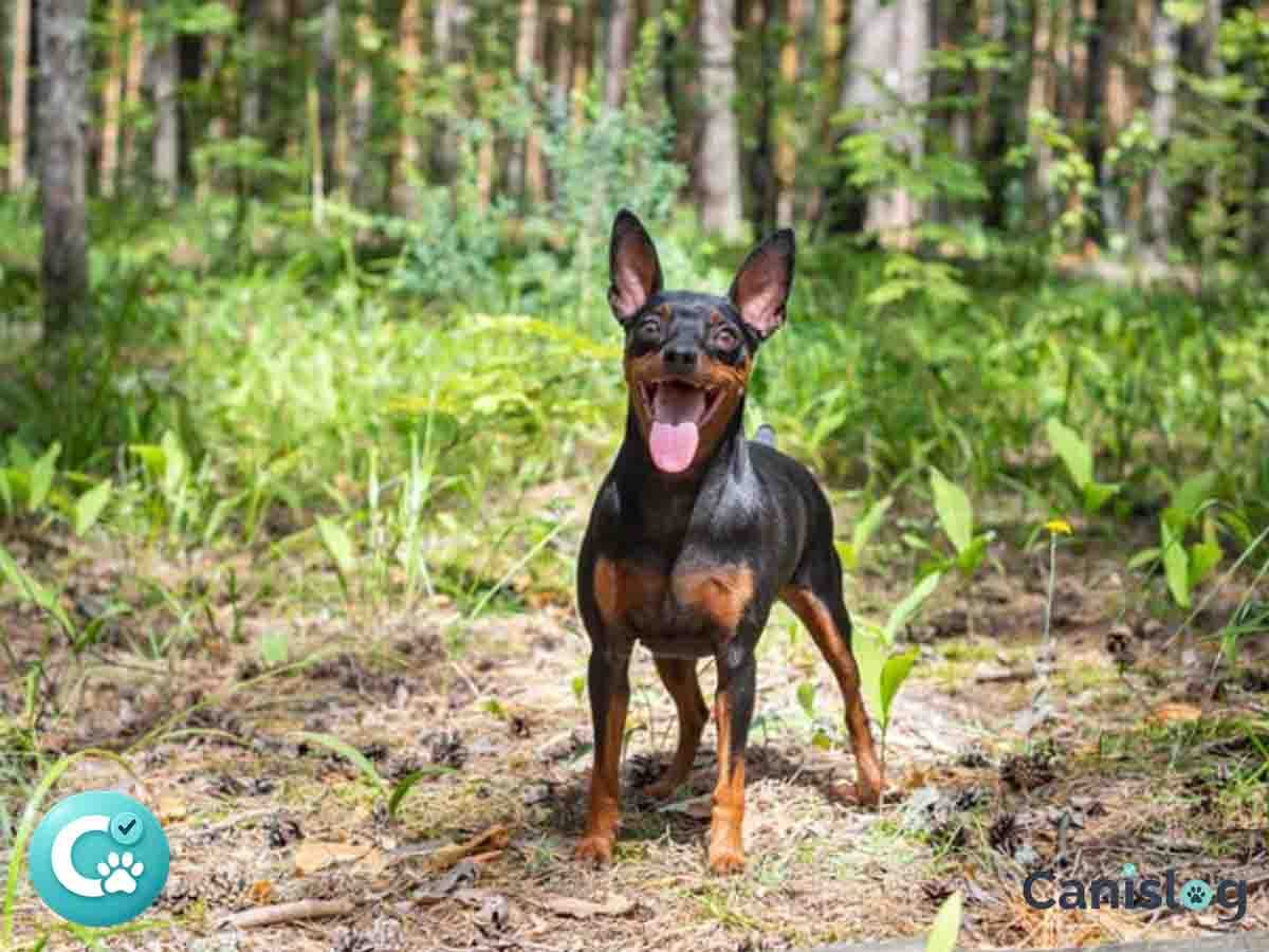 Pinscher und Schnauzer Hunde – Vergleich im Alltag: Wachsamkeit, Reizlage und Führung