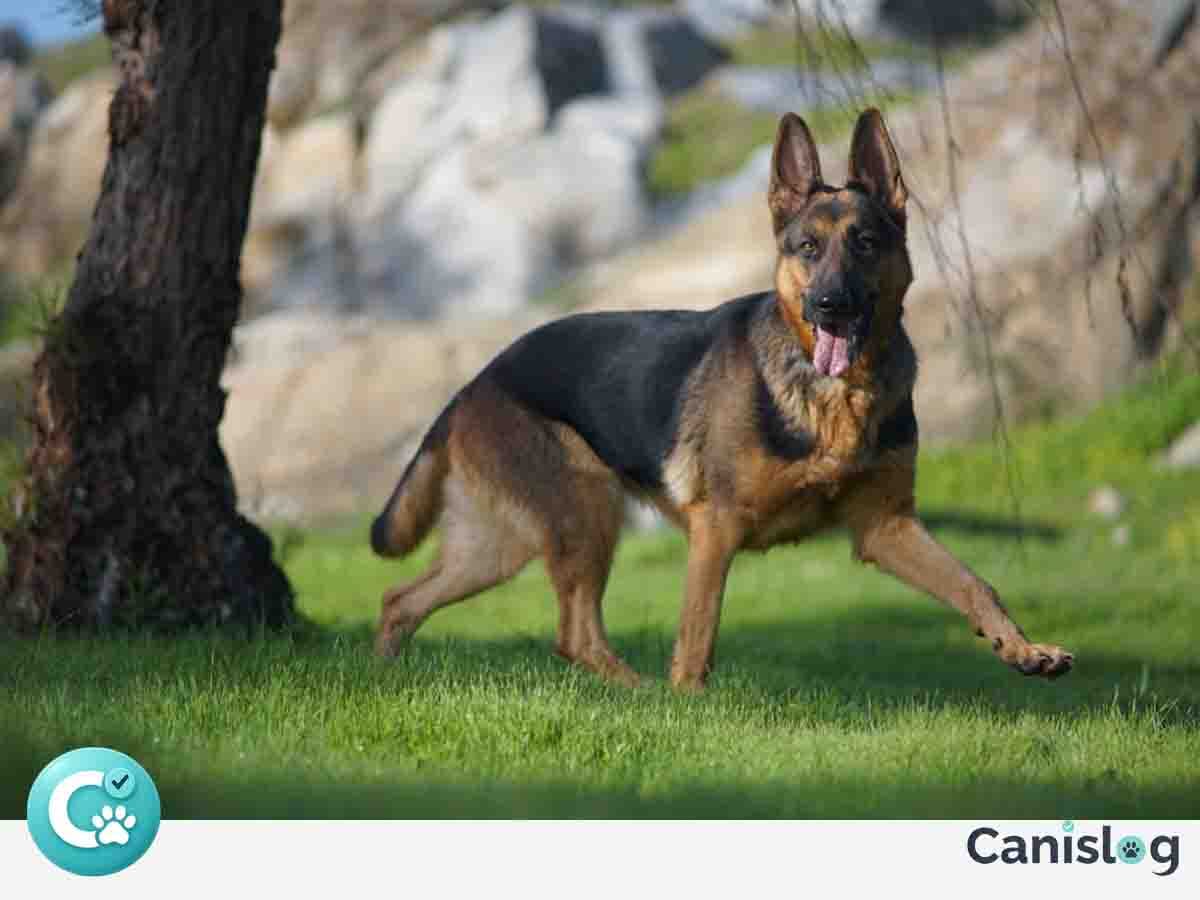 Schäferhunde – Überblick über Nerven, Führung und Kooperation im Alltag