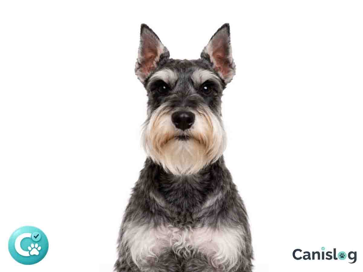 Schnauzer im Profil