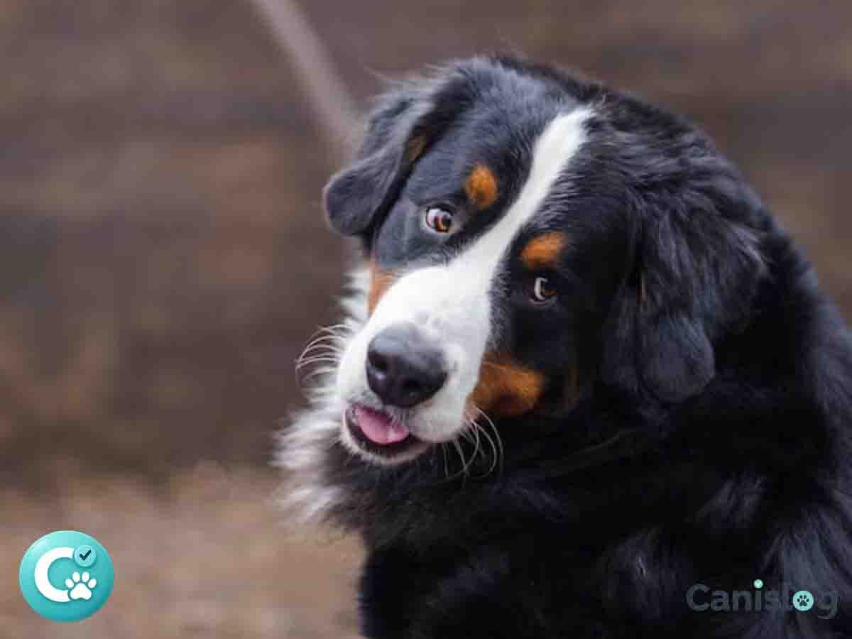 Schweizer Sennenhunde Hunde – Vergleich im Alltag: Größe, Wachsamkeit und Familienroutine