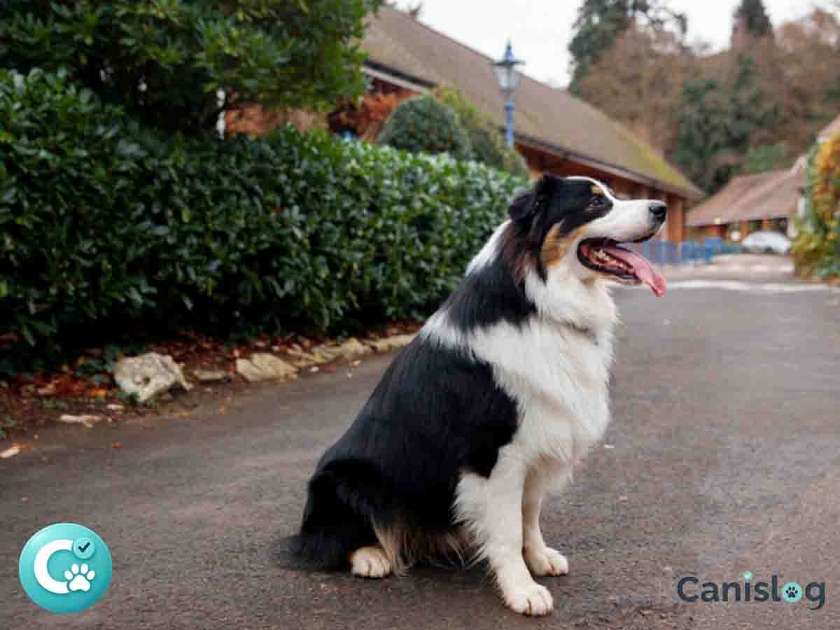 Schweizer Sennenhunde im Überblick – Unterschiede, Alltag und Auswahlhilfe