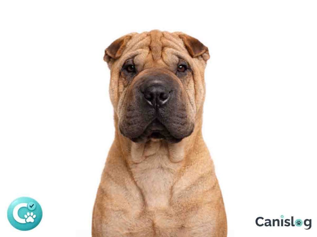 Shar Pei von vorne vor weißem Hintergrund