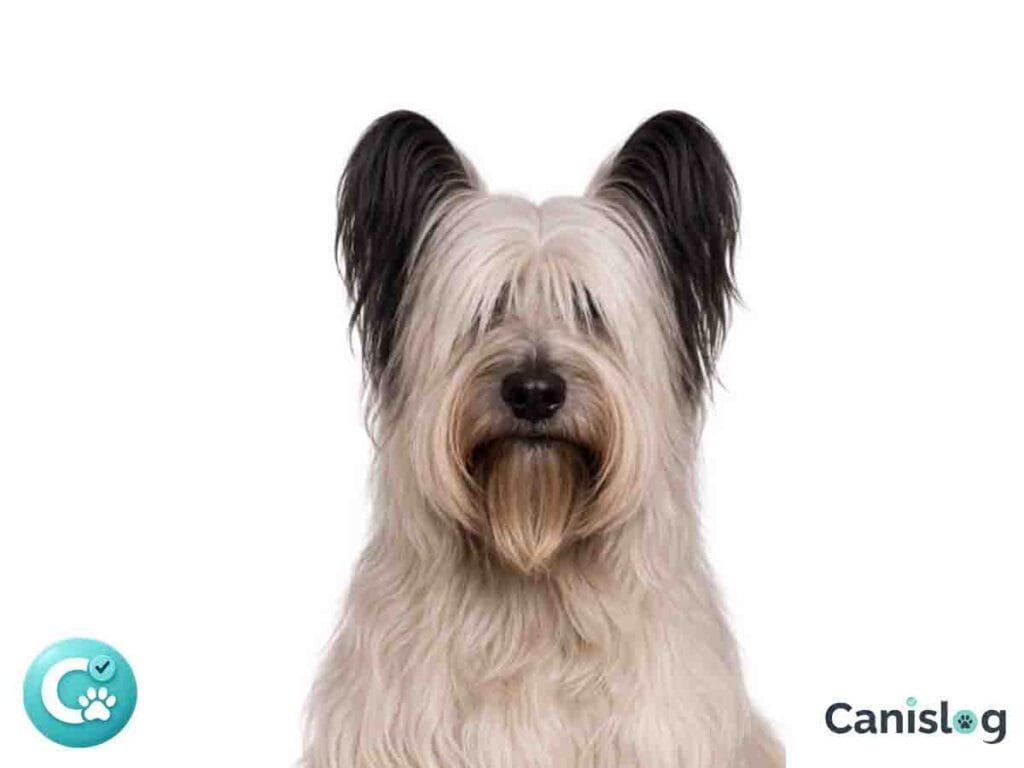 Skye Terrier von vorne vor weißem Hintergrund