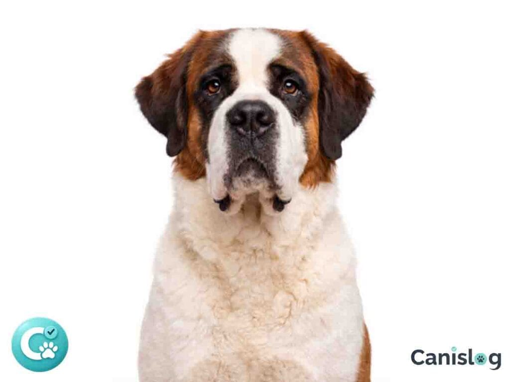 St. Bernhardshund von vorne vor weißem Hintergrund