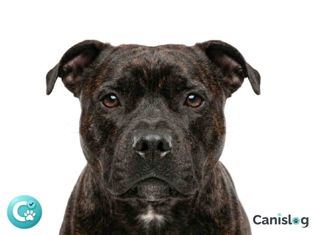 Nahaufnahme eines Staffordshire Bullterriers auf weißem Hintergrund.