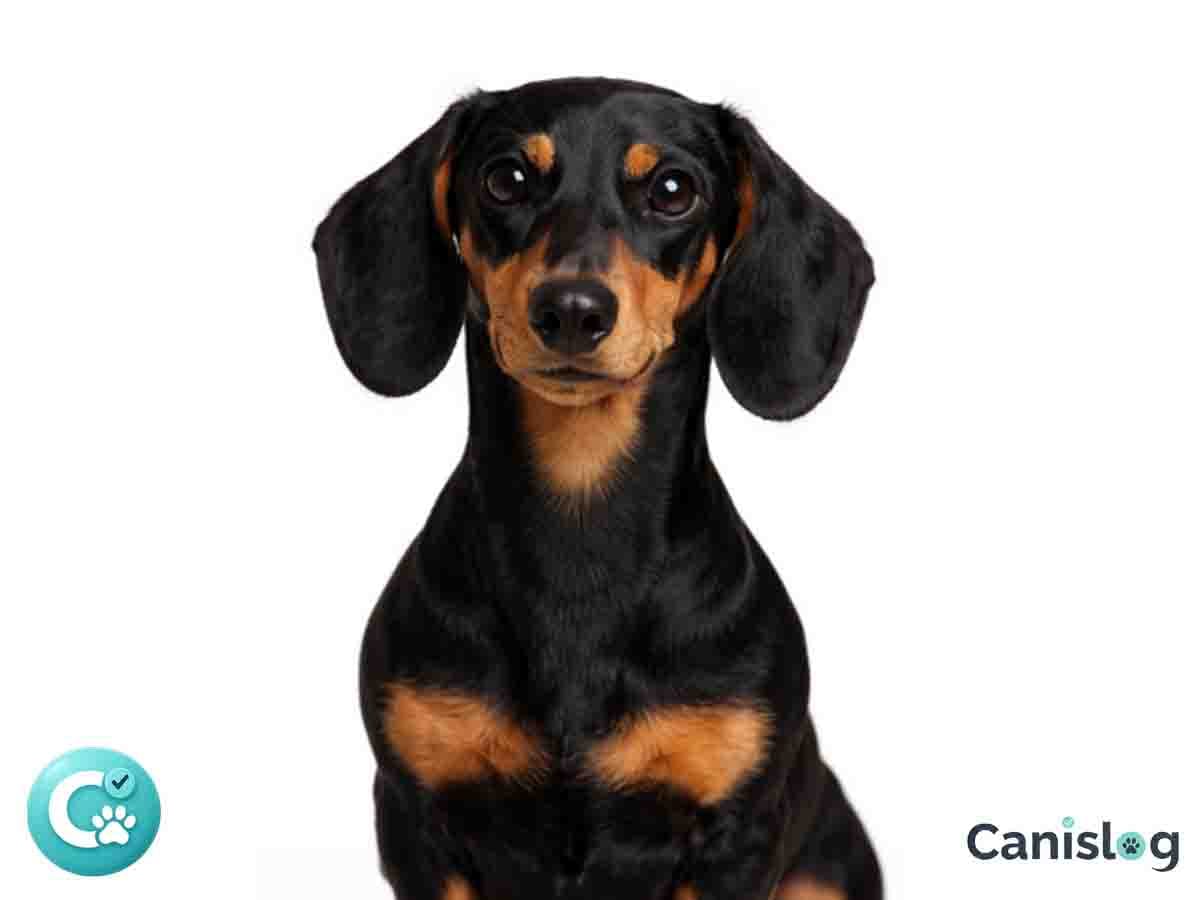 Standard Kurzhaardackel im Profil