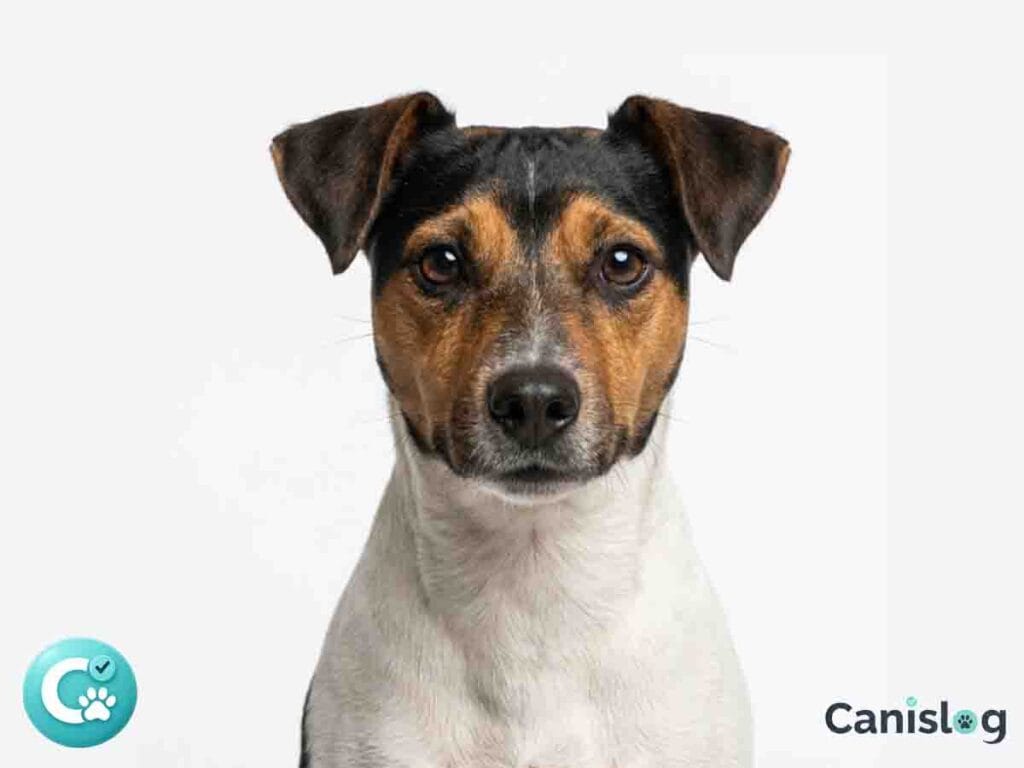 Ein Terrier Brasileiro in frontaler Passfoto-Ansicht vor weißem Hintergrund.
