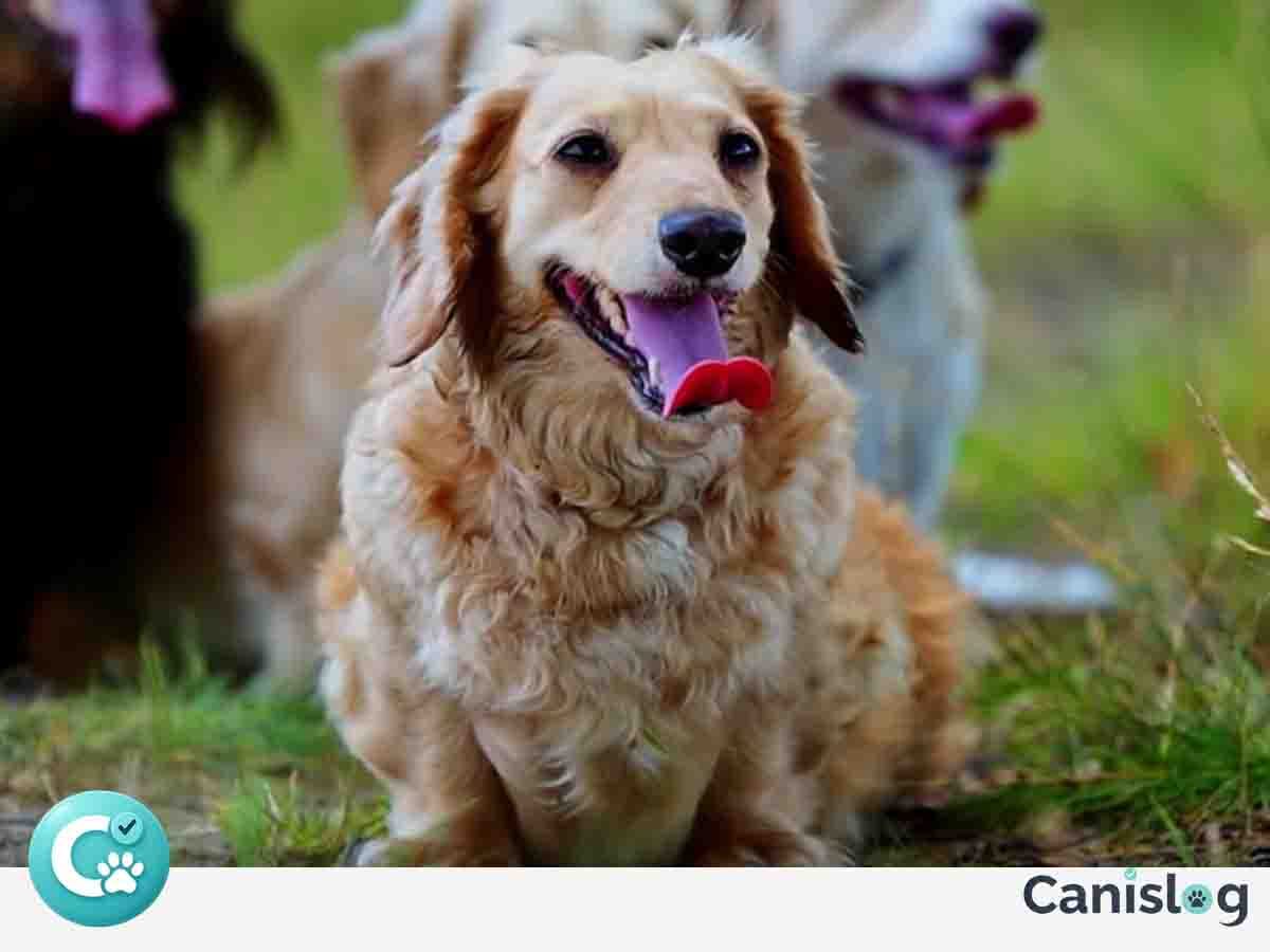 Treibhunde – Überblick über Aktivierung, Zuständigkeit und klare Begrenzung im Alltag