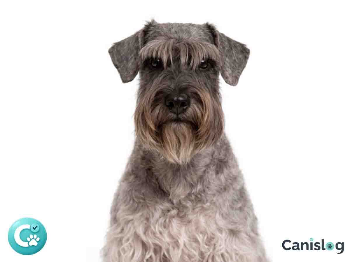 Tschechischer Terrier im Profil