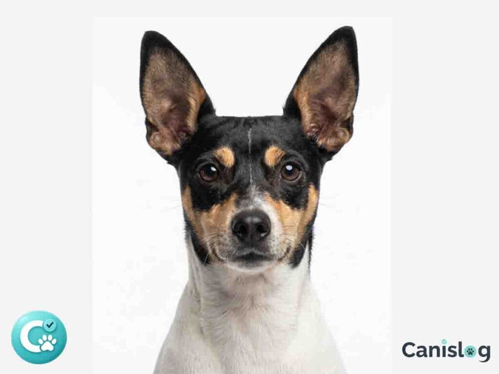 Valencianischer Terrier (Gos Rater Valencià) Frontalansicht weißer Hintergrund.
