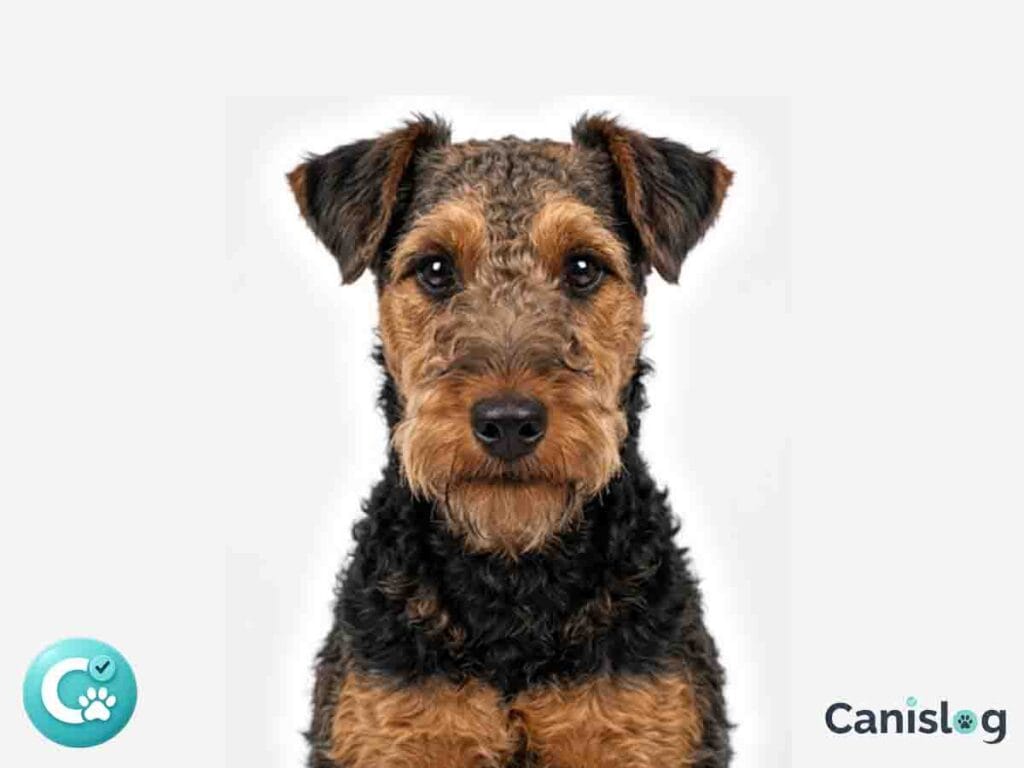 Welsh Terrier Frontalansicht weißer Hintergrund.