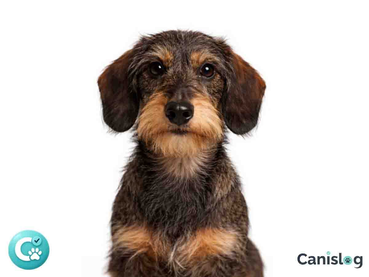 Zwerg Rauhaardackel im Profil