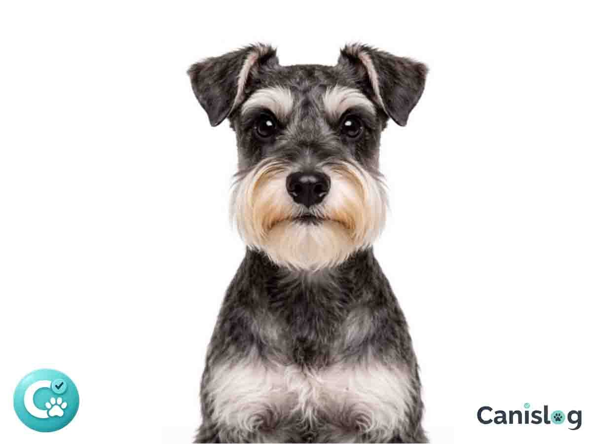 Zwergschnauzer im Profil