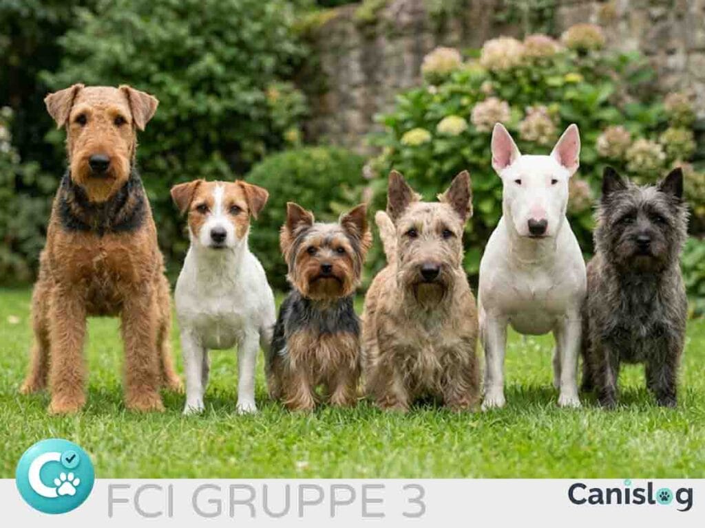 Sechs verschiedene Terrier-Hunderassen (FCI-Gruppe 3) auf einer Wiese im Canislog-Ernährungsratgeber.