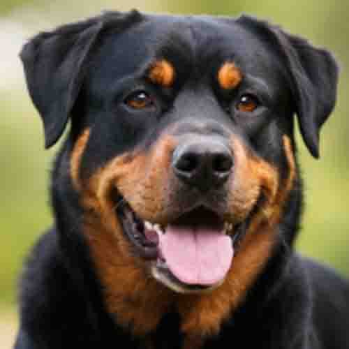 FCI Gruppe 2 bei Canislog – Pinscher, Schnauzer, Molossoide und Sennenhunde