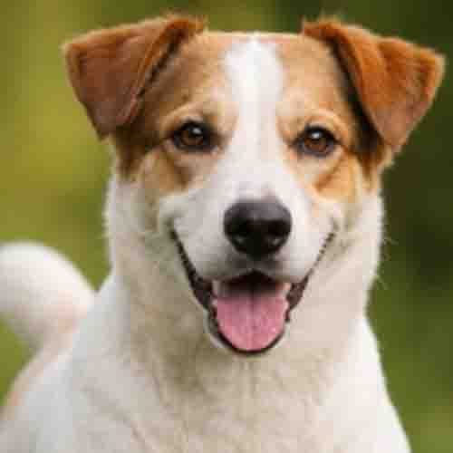 FCI Gruppe 3 bei Canislog – Terrier