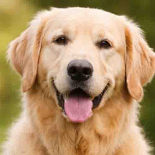 FCI Gruppe 8 bei Canislog – Retriever, Spaniel und Wasserhunde