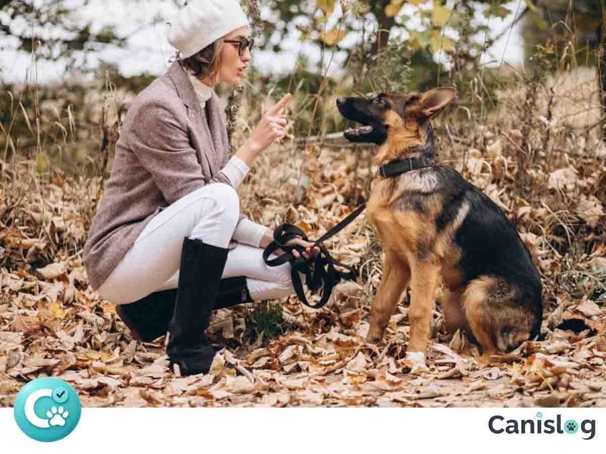 Schäferhunde im Alltag – Führung, Kooperation und Ruhe unter Reiz