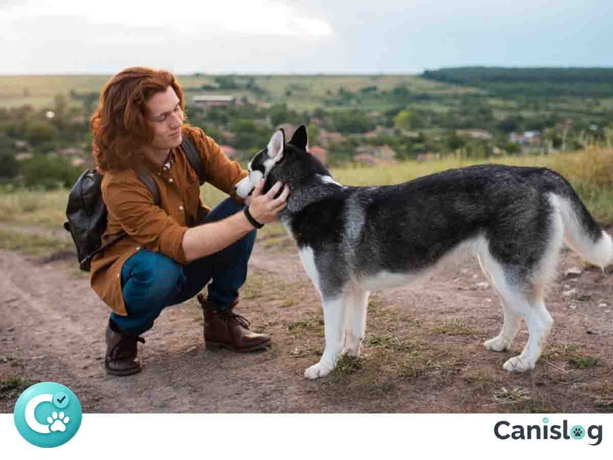 Treibhunde im Alltag – Aktivierung, Zuständigkeit und klare Begrenzung