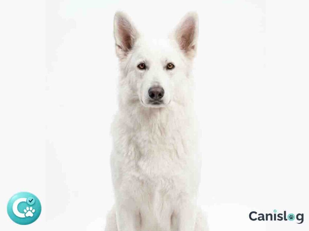 Weißer Schweizer Schäferhund Alltag