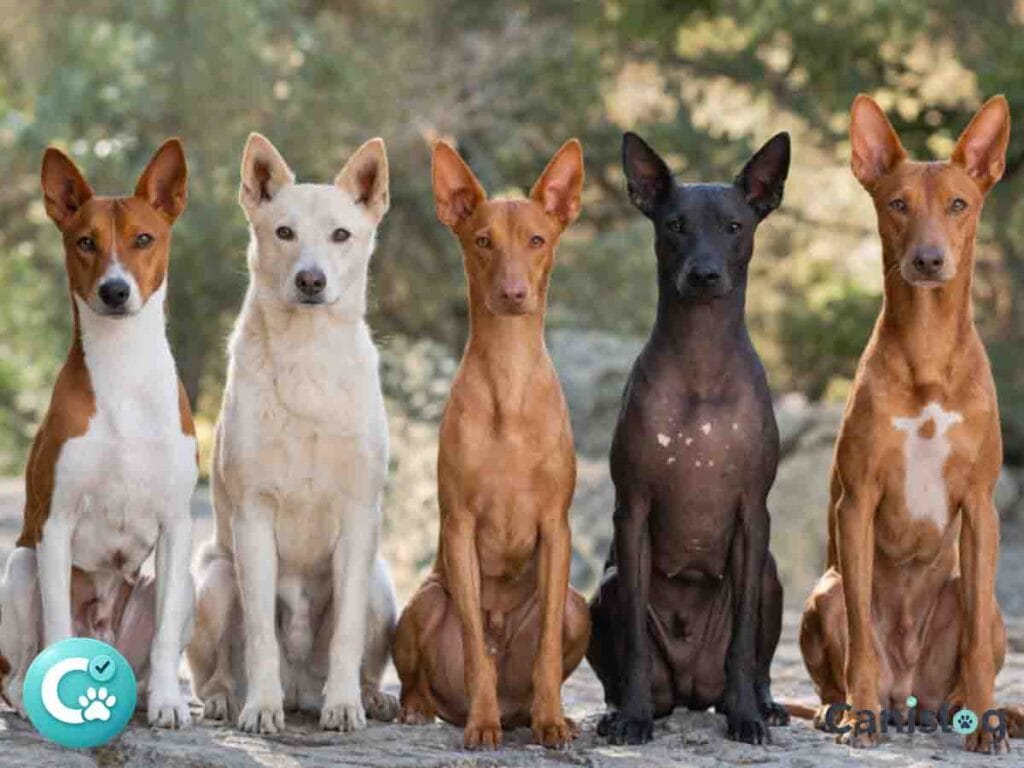 Fünf Hunde vom Urtyp posieren im Freien auf Felsen vor unscharfem Naturhintergrund.