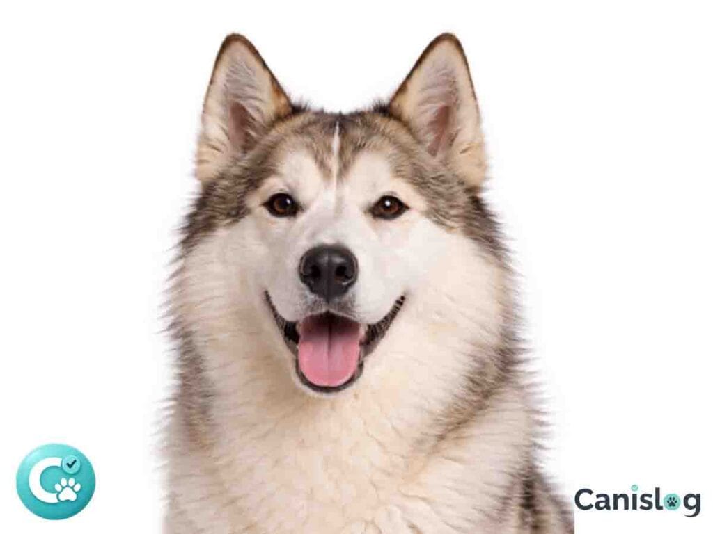 Frontal aufgenommenes Porträt eines Kanadischer Eskimohund vor weißem Hintergrund.