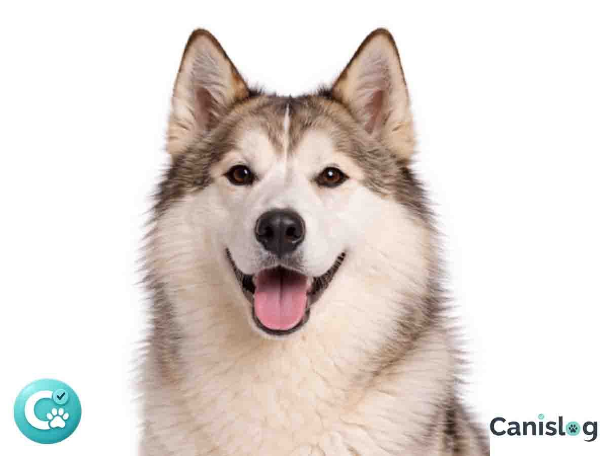 Kanadischer Eskimohund im Profil