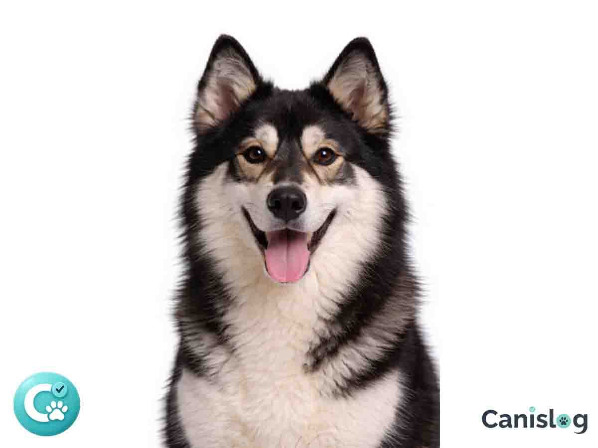 Ostsibirischer Laika im Profil