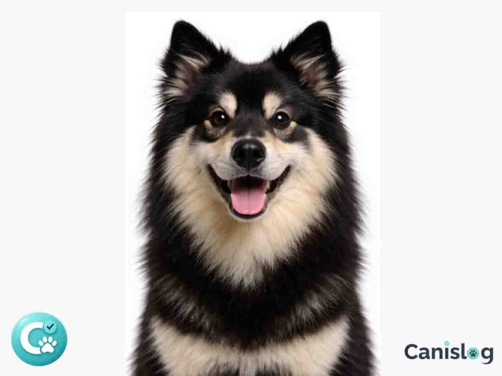 Frontalporträt eines Schwedischen Lapphundes vor weißem Hintergrund