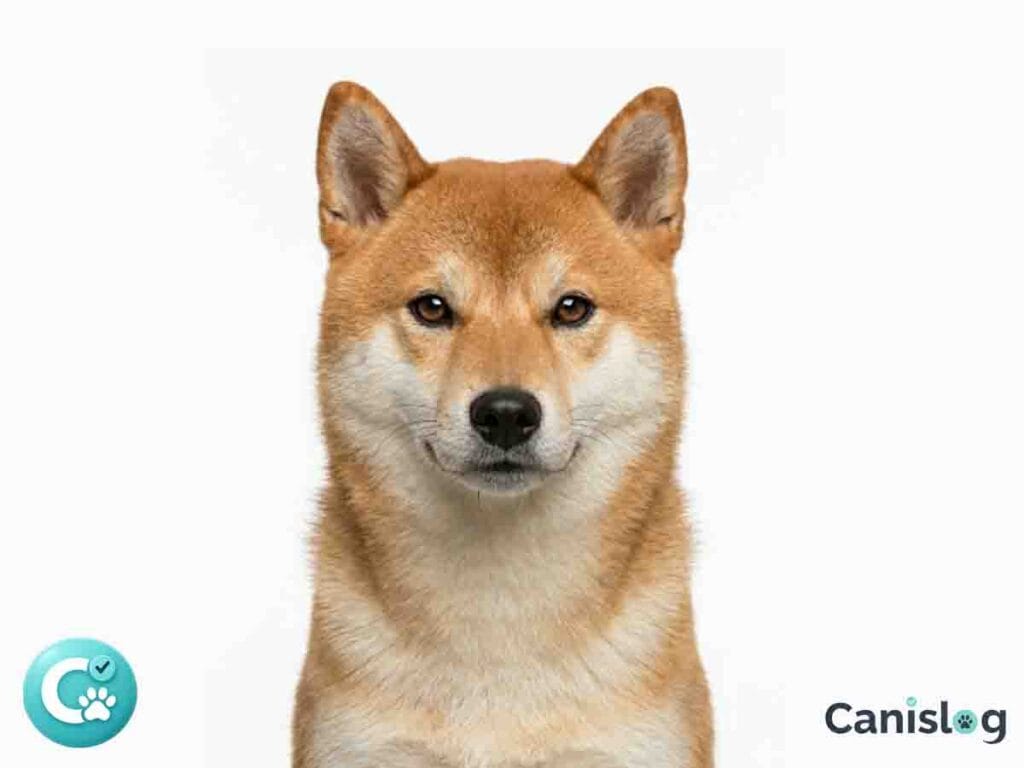 Frontales Porträt eines Shiba Inu vor reinweißem Hintergrund, Brustbereich aufwärts sichtbar.