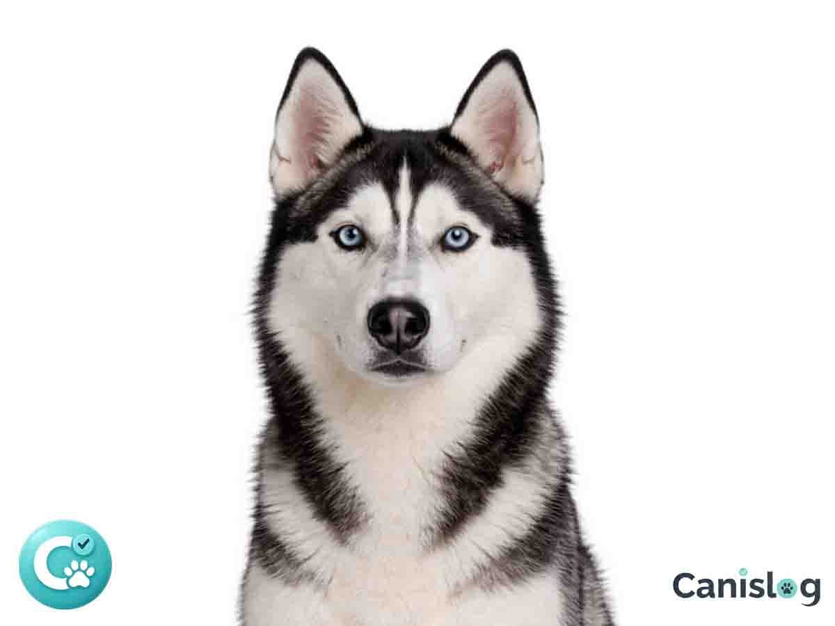 Siberian Husky im Profil