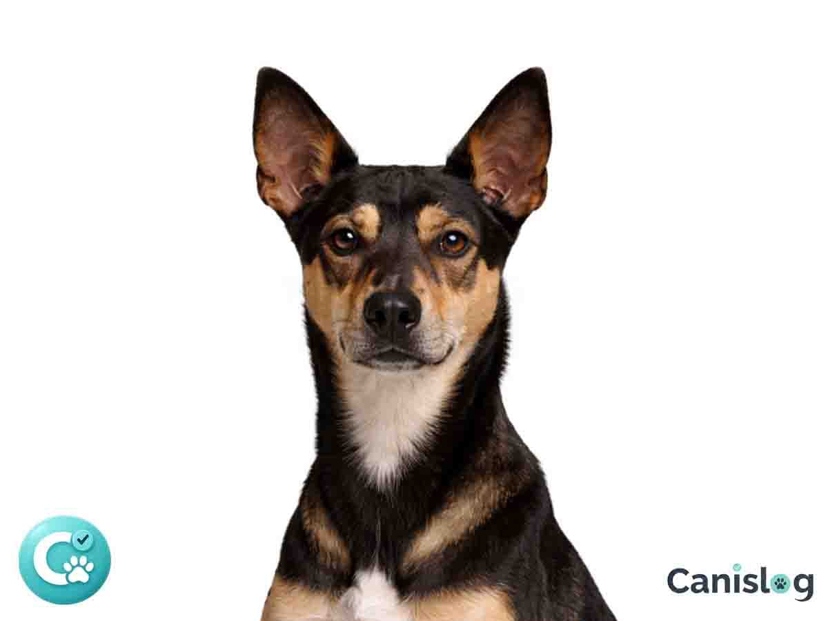Taiwan-Hund im Profil