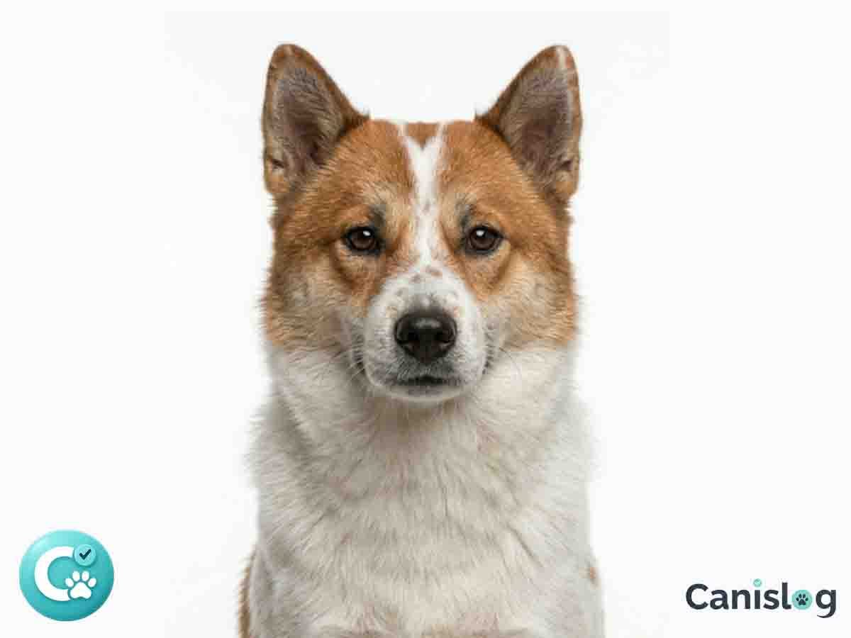 Thai Bangkaew Dog im Alltag – Raumgefühl, Wachsamkeit und Charakter