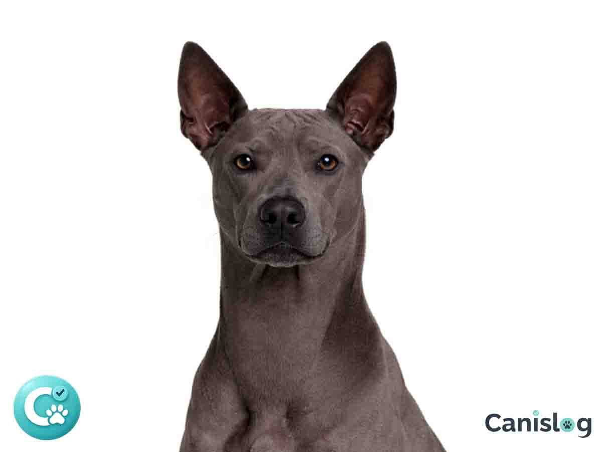 Thailand-Ridgeback im Profil